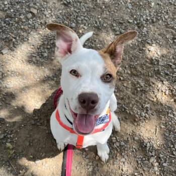 Mercutio -  Mixed Breed Dog for Adoption in Aldie, Virginia - Mercutio | PetCurious