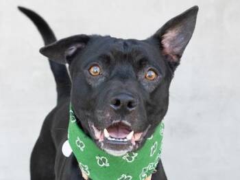 Hoss -  Mixed Breed Dog for Adoption in Longmont, Colorado - Hoss | PetCurious