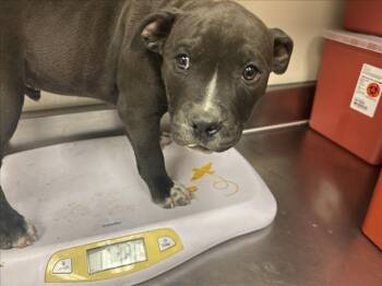 Pit Bull Terrier Dogs Available for Adoption - AXL | PetCurious