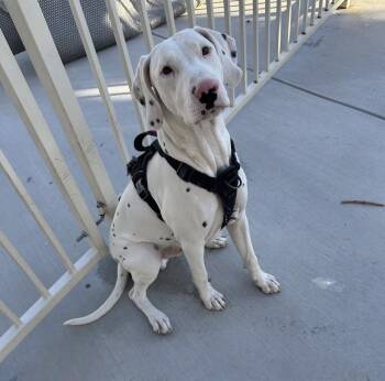 Rescue Dalmatian Dogs for Adoption in Fort Collins, Colorado - Arson | PetCurious