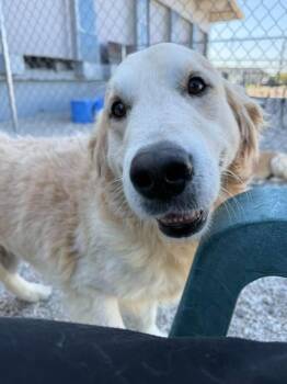Labrador Retriever Dogs Available for Adoption in West Milwaukee, Wisconsin - Rocket $600 | PetCurious