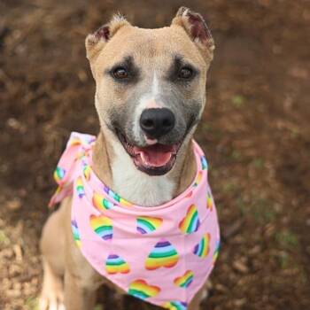 SUZIE -  American Staffordshire Terrier Dog for Adoption in San Antonio, Texas - SUZIE | PetCurious