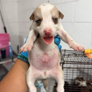Oregano -  Shepherd Dog for Adoption in Edinburg, Texas - Oregano | PetCurious