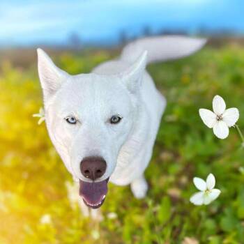 Rescue Husky Dogs for Adoption in Semmes, Alabama - Koko | PetCurious