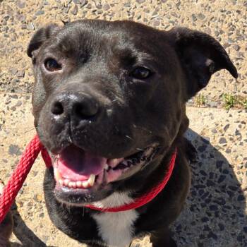 Mixed Breed Dogs Available for Adoption in Philadelphia, Pennsylvania - Harriet | PetCurious