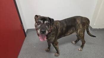 Cindy -  Mastiff and Mixed Breed Dog for Adoption in West Chester, Pennsylvania - Cindy | PetCurious