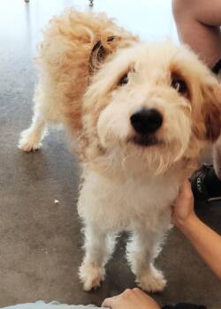 Betsy -  Mixed Breed Dog for Adoption in Clarksville, Tennessee - Betsy | PetCurious