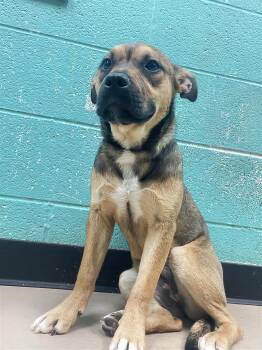 Mixed Breed Dogs Available for Adoption - Zidgel | PetCurious