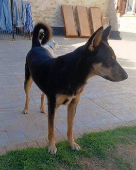 BELLA -  Mixed Breed Dog for Adoption in New York, New York - BELLA | PetCurious