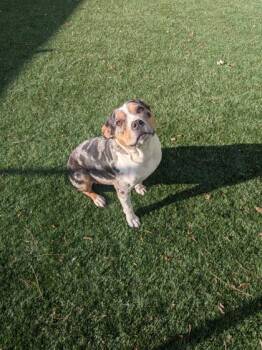 Mixed Breed Dogs Available for Adoption in Louisburg, North Carolina - Oreo | PetCurious