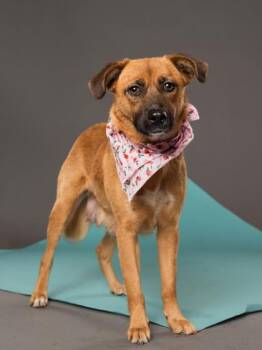 Mixed Breed Dogs Available for Adoption in Atlanta, Georgia - Lady Liberty | PetCurious