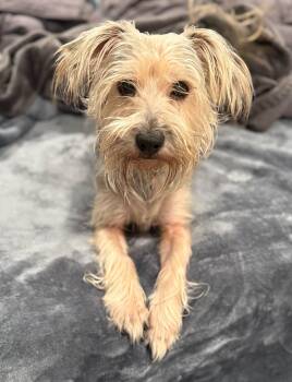 Rescue Yorkshire Terrier Dogs for Adoption in Columbia, Maryland - Otter | PetCurious