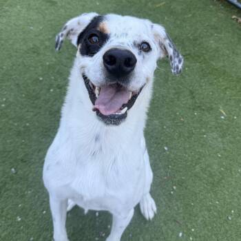 Rescue Hound and Pointer Dogs for Adoption - PJ | PetCurious