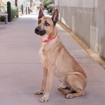 German Shepherd Dog Dogs Available for Adoption in Palm Springs, California - Bruce | PetCurious