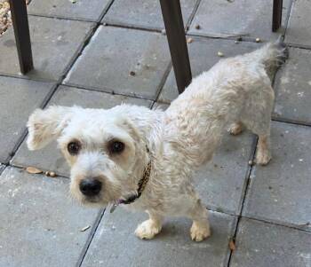 Lola -  Miniature Poodle and Shih Tzu Dog for Adoption in Irmo, South Carolina - Lola | PetCurious