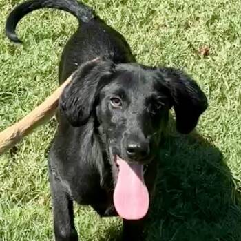Rescue Black Labrador Retriever and Flat Coated Retriever Dogs for Adoption - MAVERICK | PetCurious