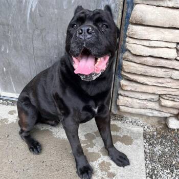Covi -  Cane Corso Dog for Adoption in Fairport, New York - Covi | PetCurious