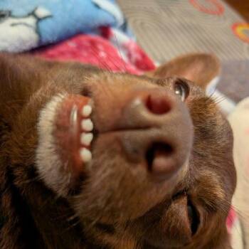 Chihuahua Dogs Available for Adoption in Sanford, North Carolina - Chico | PetCurious