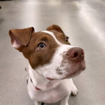 Abe -  Pointer and Hound Dog for Adoption in Copiague, New York - Abe | PetCurious
