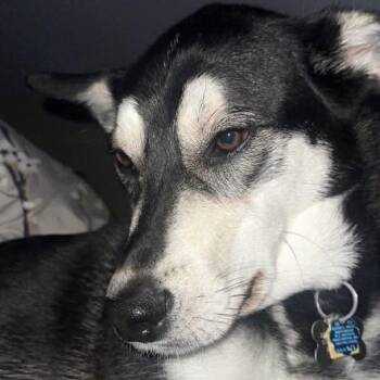 Atlas -  Husky Dog for Adoption in Groveland, Massachusetts - Atlas | PetCurious