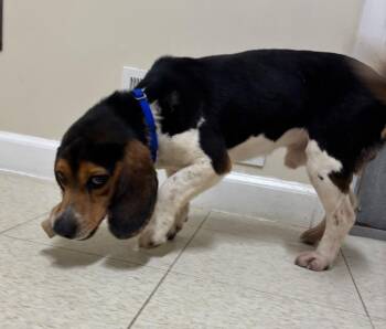 Beagle Dogs Available for Adoption in Fall River, Massachusetts - Chocolate Chip | PetCurious
