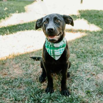 Rescue Labrador Retriever and Pit Bull Terrier Dogs for Adoption in Patchogue, New York - Deacon | PetCurious