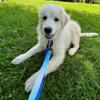 Prince -  Mixed Breed Dog for Adoption in New York, New York - Prince | PetCurious