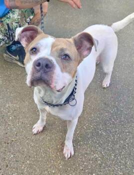 Rescue American Staffordshire Terrier Dogs for Adoption in Olney, Illinois - Roxy | PetCurious