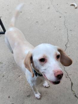 Rescue Beagle Dogs for Adoption in Indianapolis, Indiana - Luca Boy | PetCurious