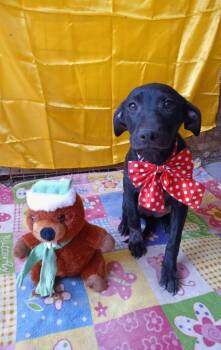 Rescue Jack Russell Terrier Dogs for Adoption in Lake Forest, California - Skylar - (Courtesy Post) Foster Or Adopt Me! | PetCurious