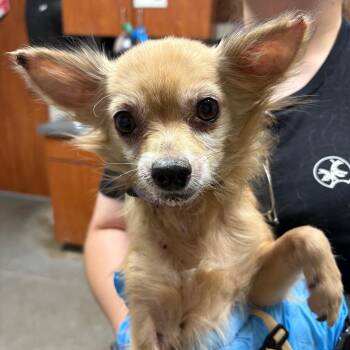 Chihuahua Dogs Available for Adoption in Yuma, Arizona - Peter Pan | PetCurious