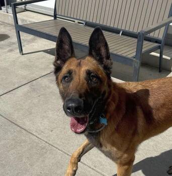 Lola -  Belgian Shepherd Malinois Dog Available for Adoption in Berkeley, California - Lola | PetCurious