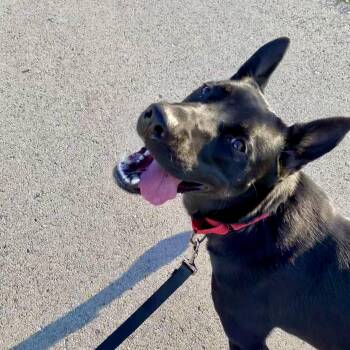 German Shepherd Dog Dogs Available for Adoption - Aspen | PetCurious
