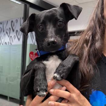 Loki A2281046 -  Chihuahua and Terrier Dog for Adoption in Los Angeles, California - Loki A2281046 | PetCurious