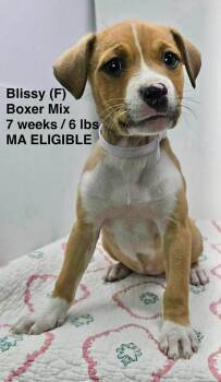 Boxer Dogs Available for Adoption in Pomfret, Connecticut - BLISSY | PetCurious