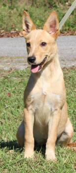 Annie 44465 -  Shepherd Dog for Adoption in Prattville, Alabama - Annie 44465 | PetCurious