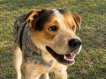Colter -  Mixed Breed Dog for Adoption in Georgetown, Texas - Colter | PetCurious