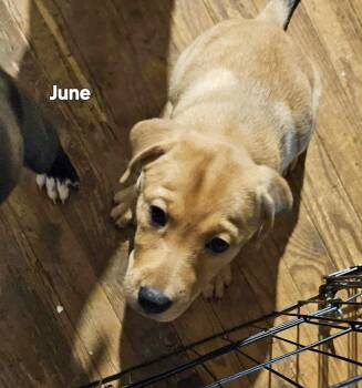 Rescue Labrador Retriever Dogs for Adoption in Marion, North Carolina - Junie B  (AKA Junebug) | PetCurious