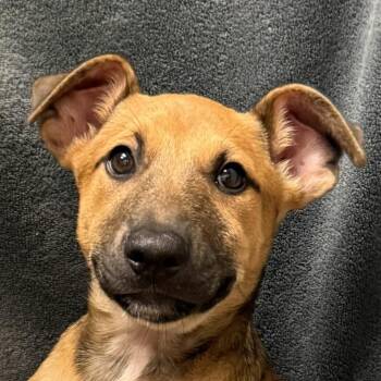 Fry -  Shepherd and Mixed Breed Dog for Adoption in Brenham, Texas - Fry | PetCurious