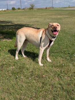 Sandy -  Yellow Labrador Retriever and Labrador Retriever Dog for Adoption in Dalworthington Gardens, Texas - Sandy | PetCurious