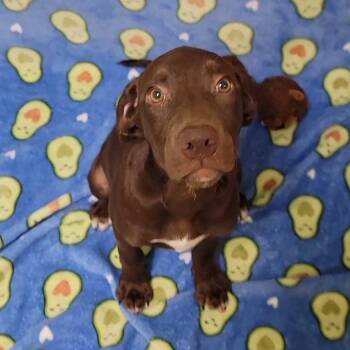 Strawberry -  Pit Bull Terrier and Mixed Breed Dog for Adoption in Buffalo, Minnesota - Strawberry | PetCurious