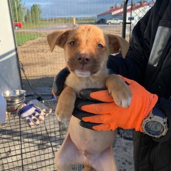Chaos -  Mixed Breed Dog for Adoption in Woodstock, Ontario - Chaos | PetCurious