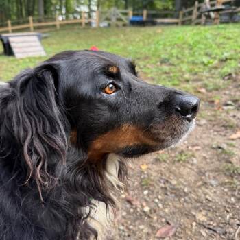 Ringo -  Australian Shepherd Dog for Adoption in West Chester, Pennsylvania - Ringo | PetCurious