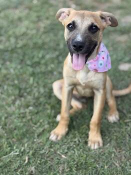 Swiss Miss -  Shepherd and Hound Dog for Adoption in Carrollton, Virginia - Swiss Miss | PetCurious