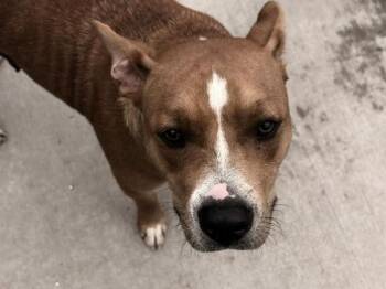 TRIXIE -  Pit Bull Terrier and Mixed Breed Dog for Adoption in Tulsa, Oklahoma - TRIXIE | PetCurious