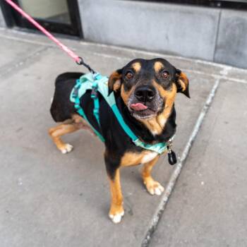 Labrador Retriever Dogs Available for Adoption - Jack | PetCurious