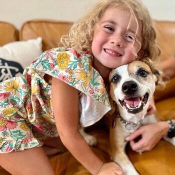 Bambi is Ready to Learn All the Cool Tricks -  Jack Russell Terrier and Terrier Dog for Adoption in Friendswood, Texas - Bambi Is Ready To Learn All The Cool Tricks | PetCurious