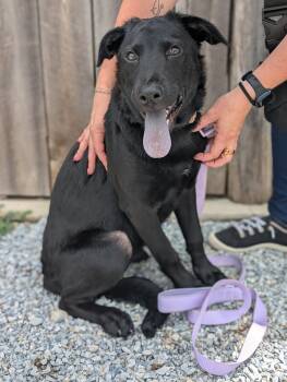 Willa -  Mixed Breed Dog for Adoption in Huntsville, Alabama - Willa | PetCurious