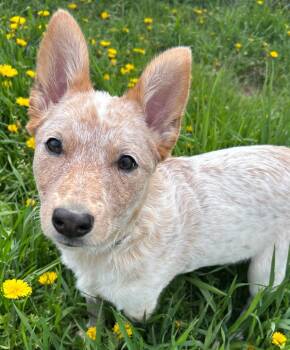 Australian Cattle Dog Blue Heeler Dogs Available for Adoption in Neillsville, Wisconsin - Chowder | PetCurious