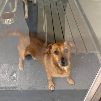 Moana -  Dachshund and Mixed Breed Dog for Adoption in Galax, Virginia - Moana | PetCurious